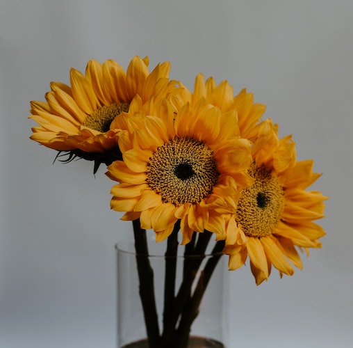sunflowers.jfif