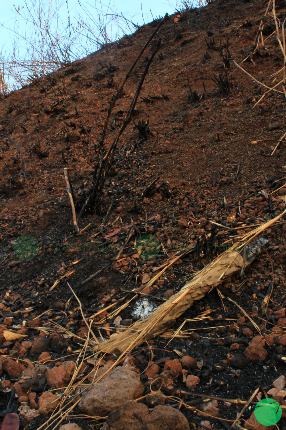 pembakaran lahan danau setu patok - 1.jpg