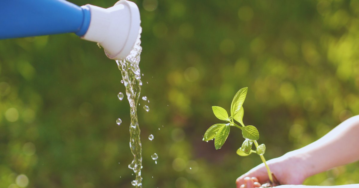 You Should Water Plants Every Day in Summer.png