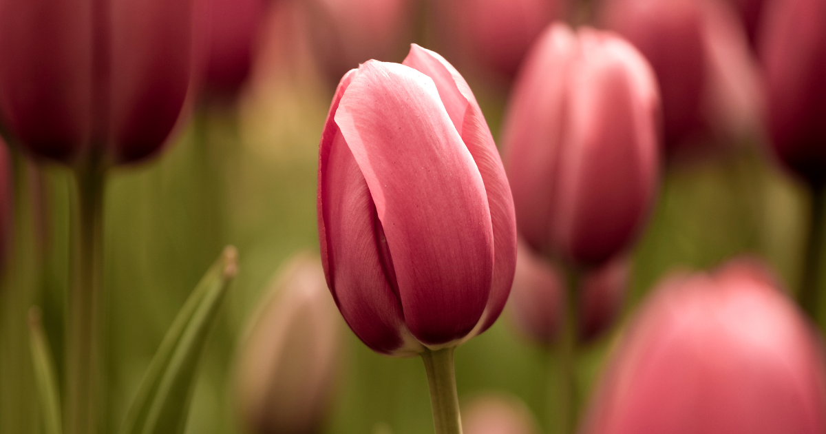 outdoor Tulips.png