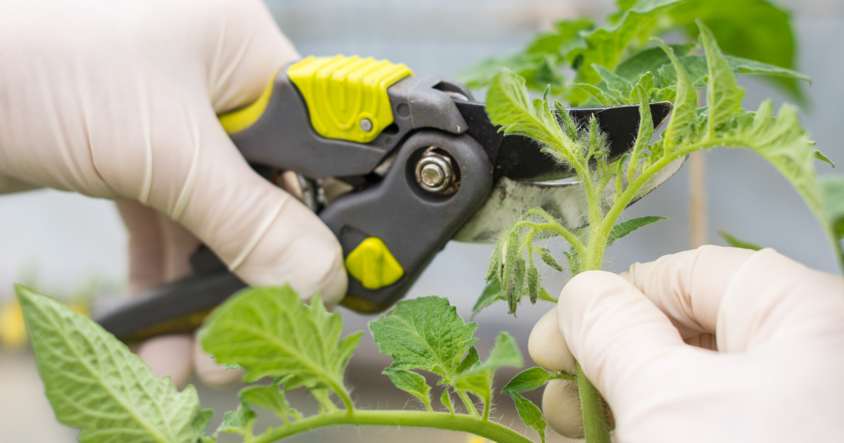 Prune Tomato Plants (1).png