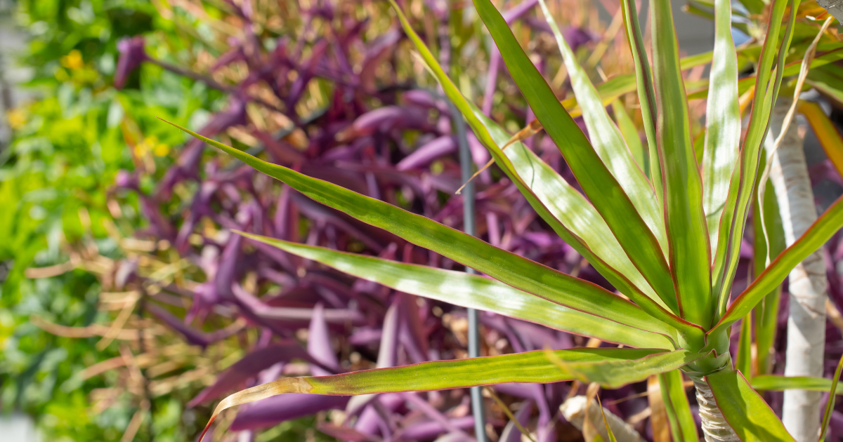 Madagascar Dragon Tree.png