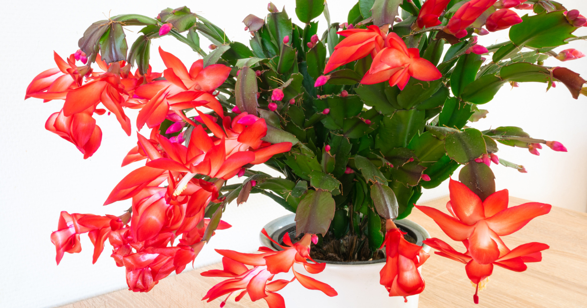 how-to-get-a-christmas-cactus-to-bloom.png