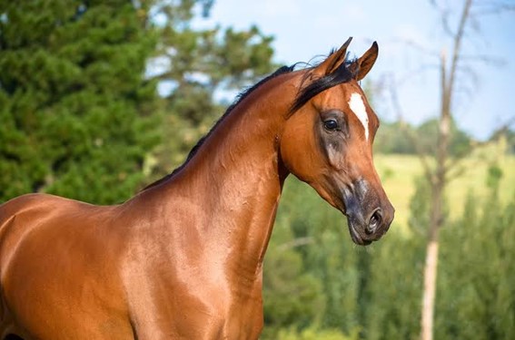 Cavalo: características, raças, importância - Brasil Escola