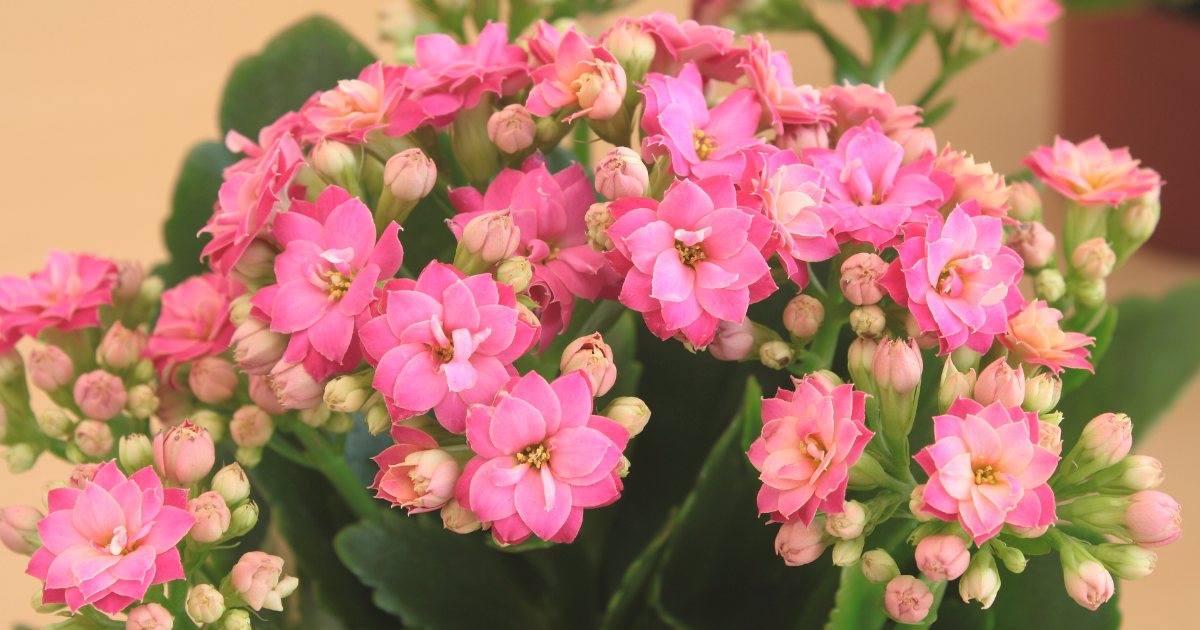 Kalanchoe.png