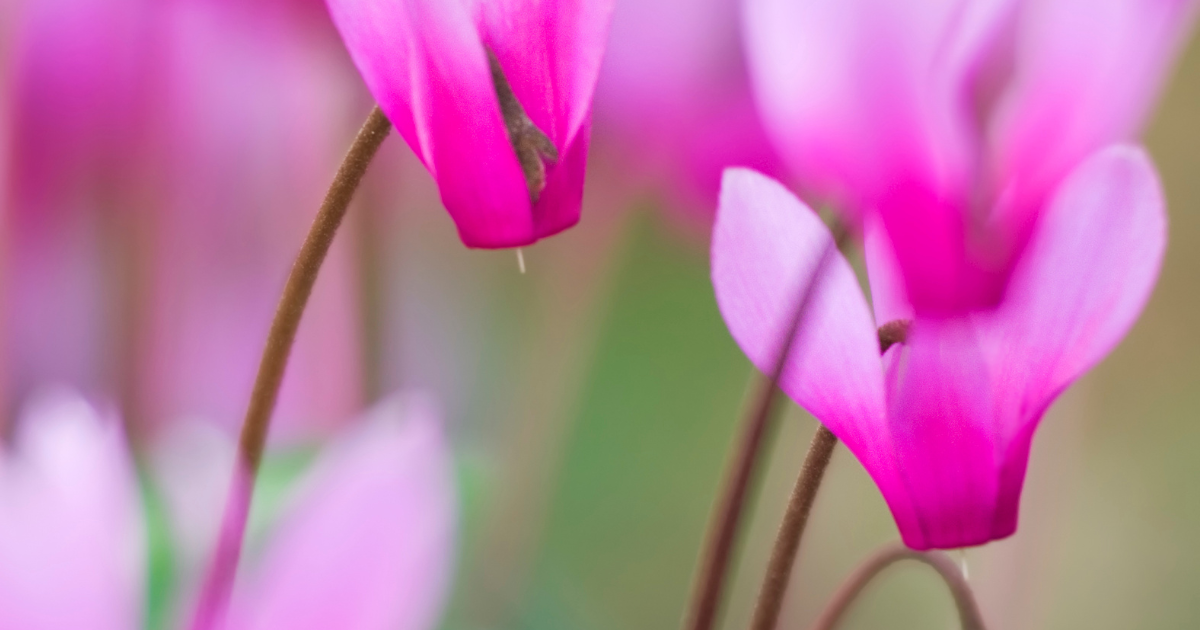 Cyclamen Repandum.png