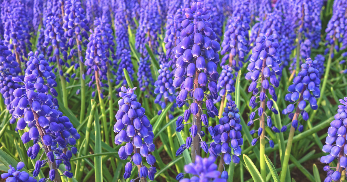 Grape hyacinths.png
