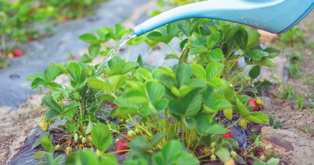 Summer Fruit Garden Maintenance Tips.png