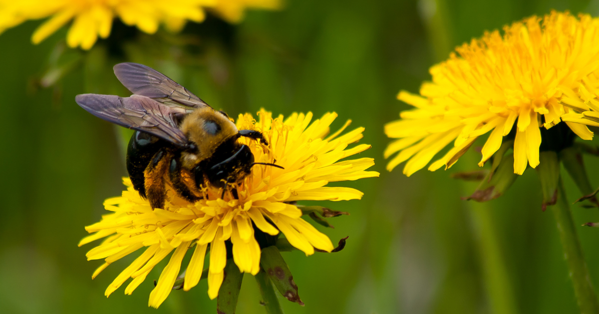 dandelion Pollination support.png