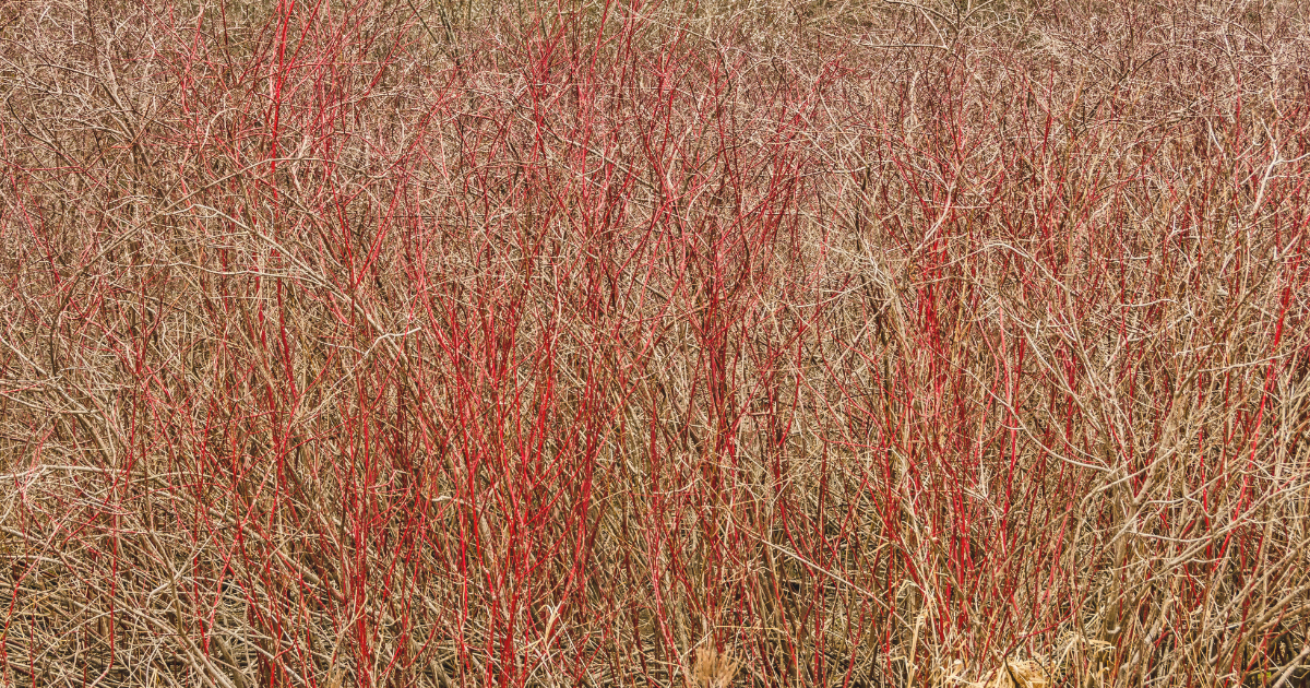 Red Twig Dogwood.png