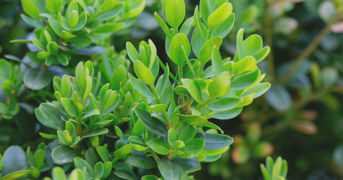 Boxwood (Buxus spp.).png