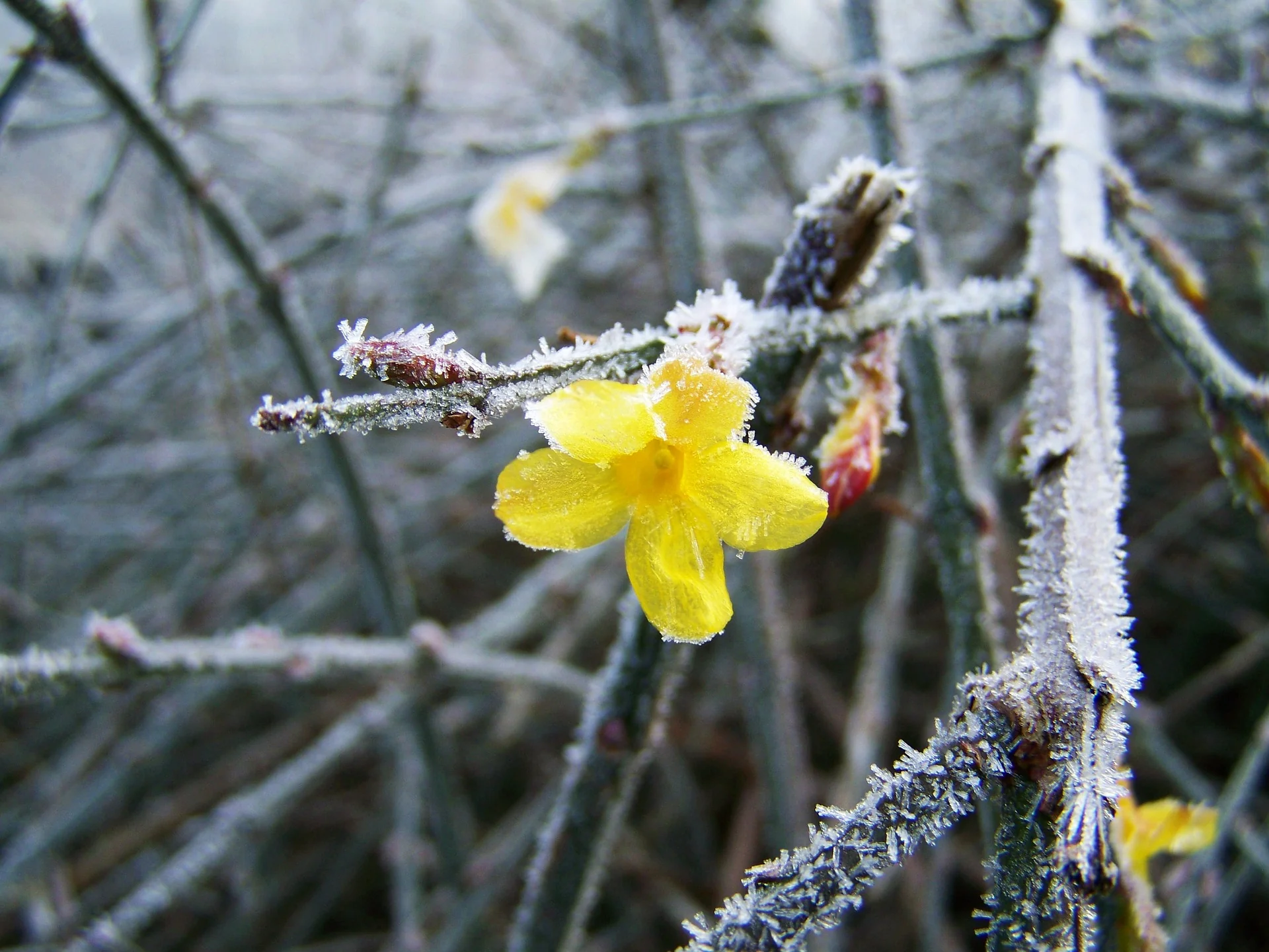 winter-jasmine.webp