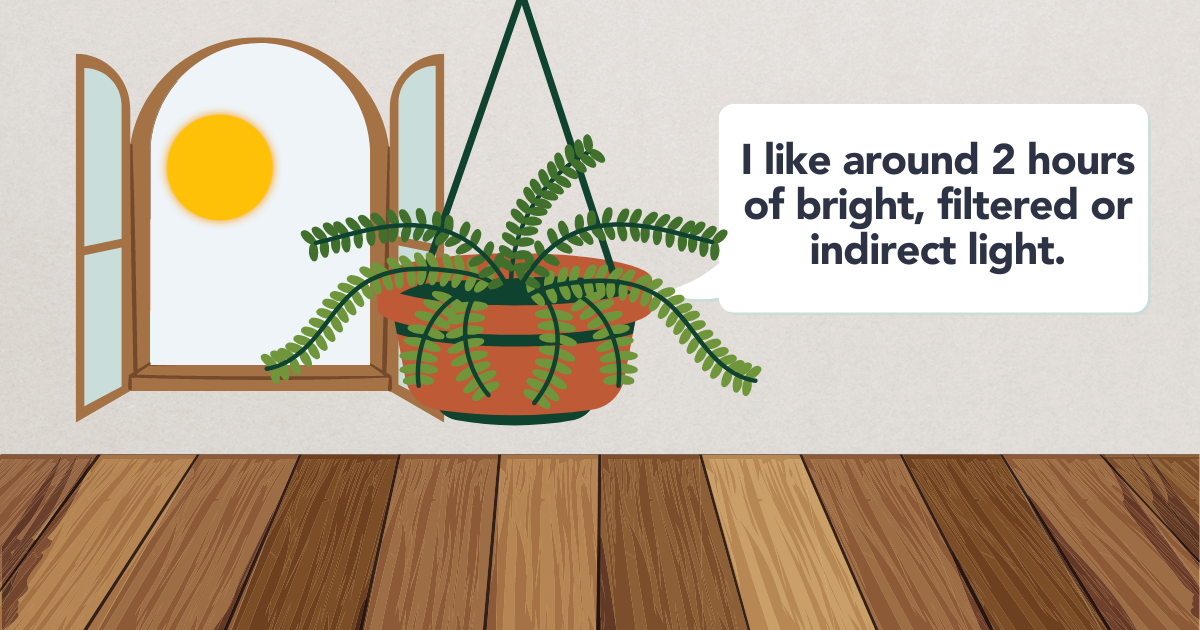 boston fern lighting requirements.png