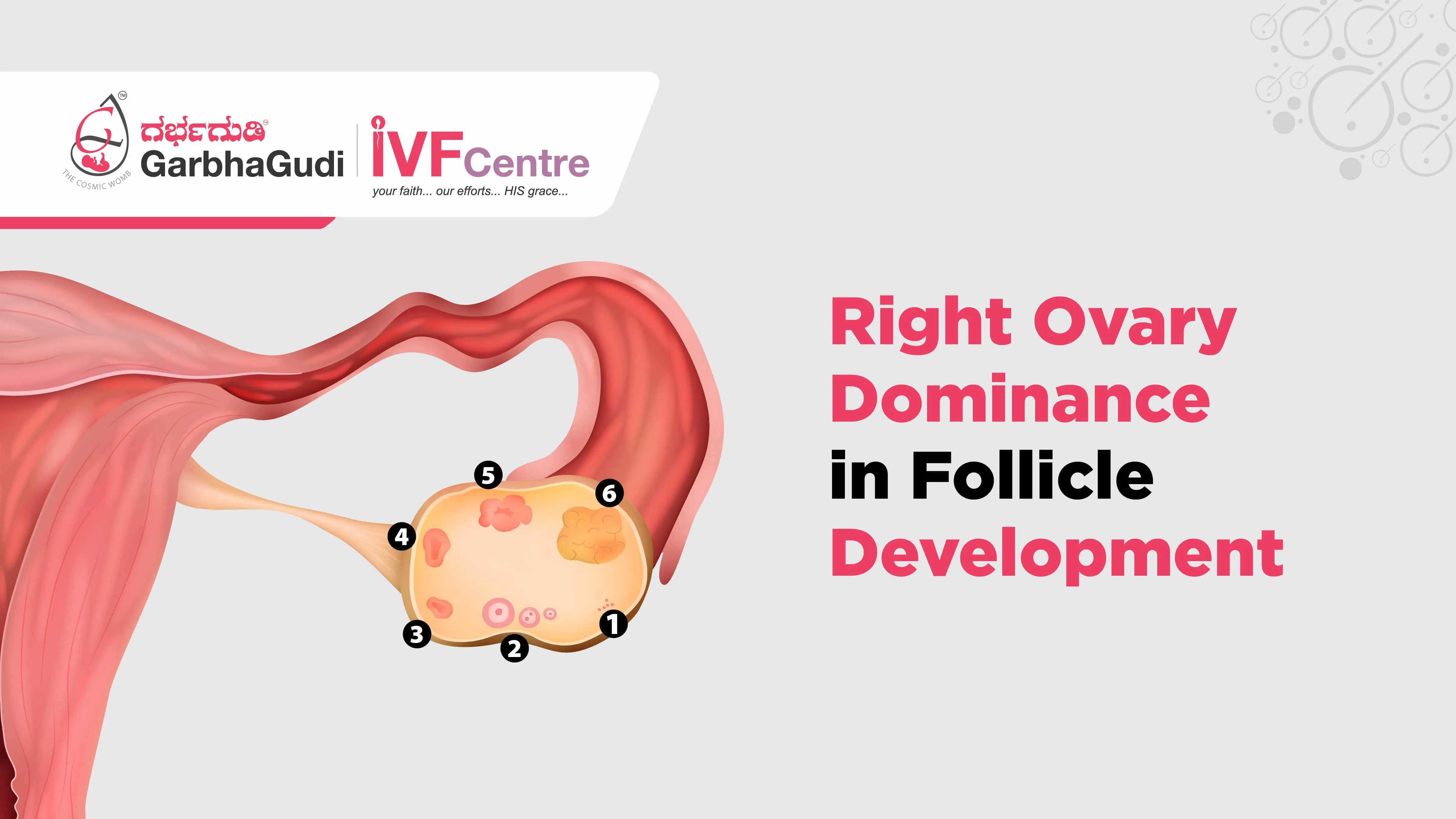 Right Ovary Dominance in Follicle Development