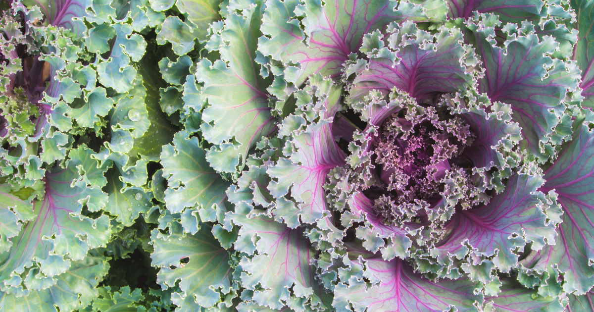 Ornamental Cabbage and Kale.png