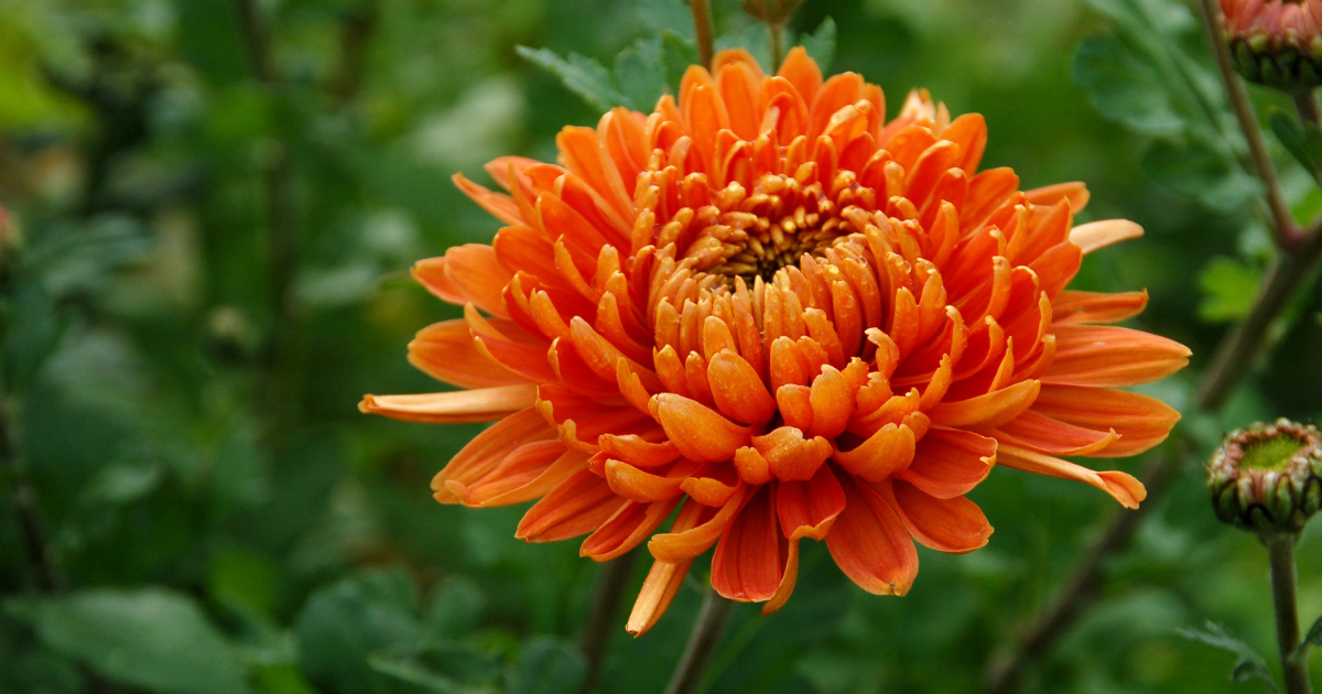 Chrysanthemums Bloom.png