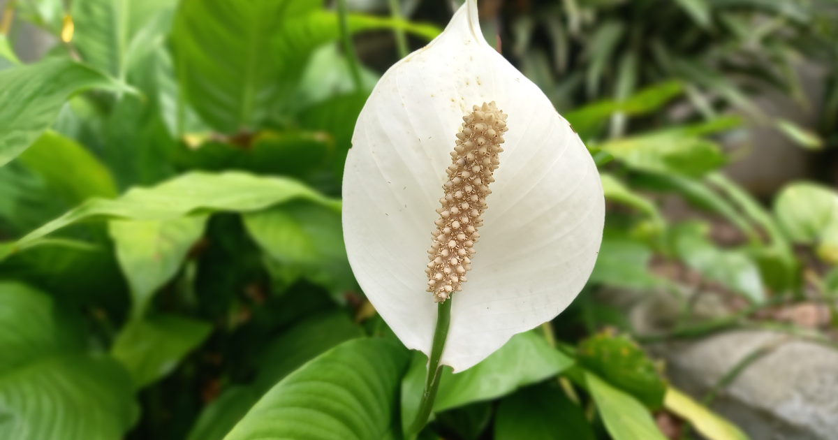 peace lily outside.png