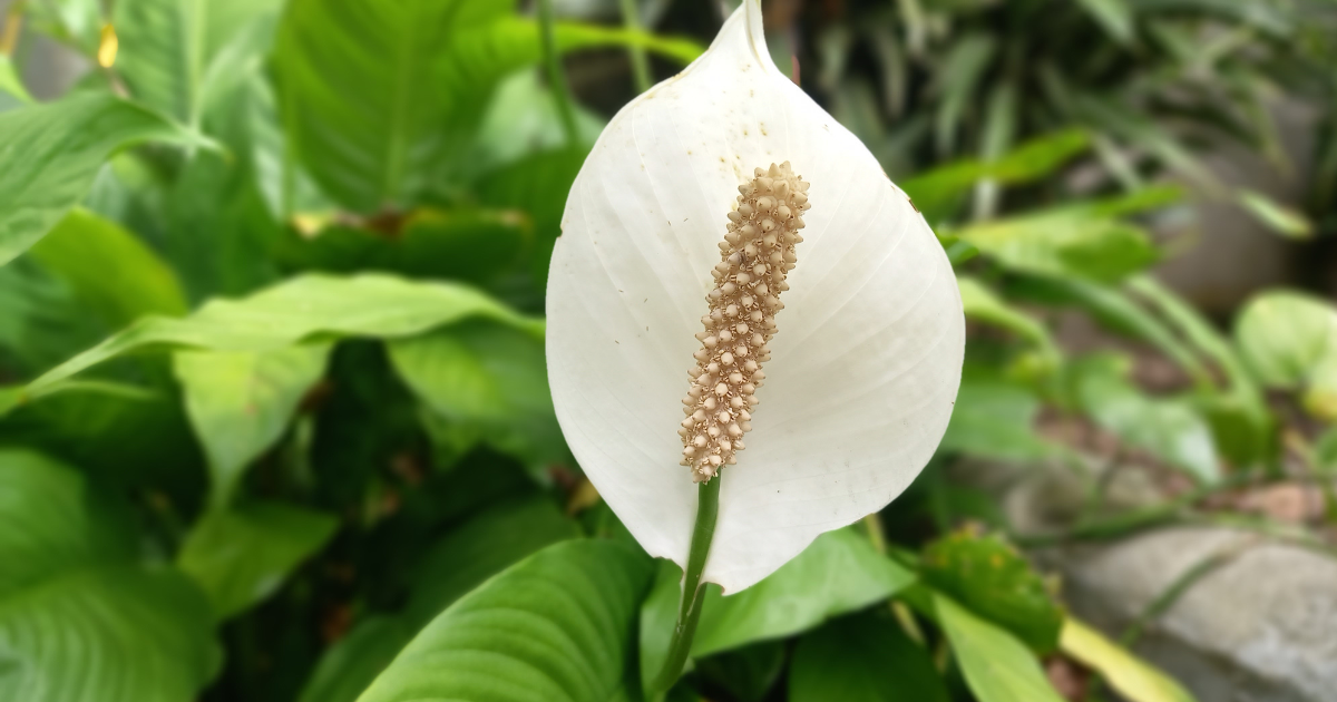 can peace lily be outside