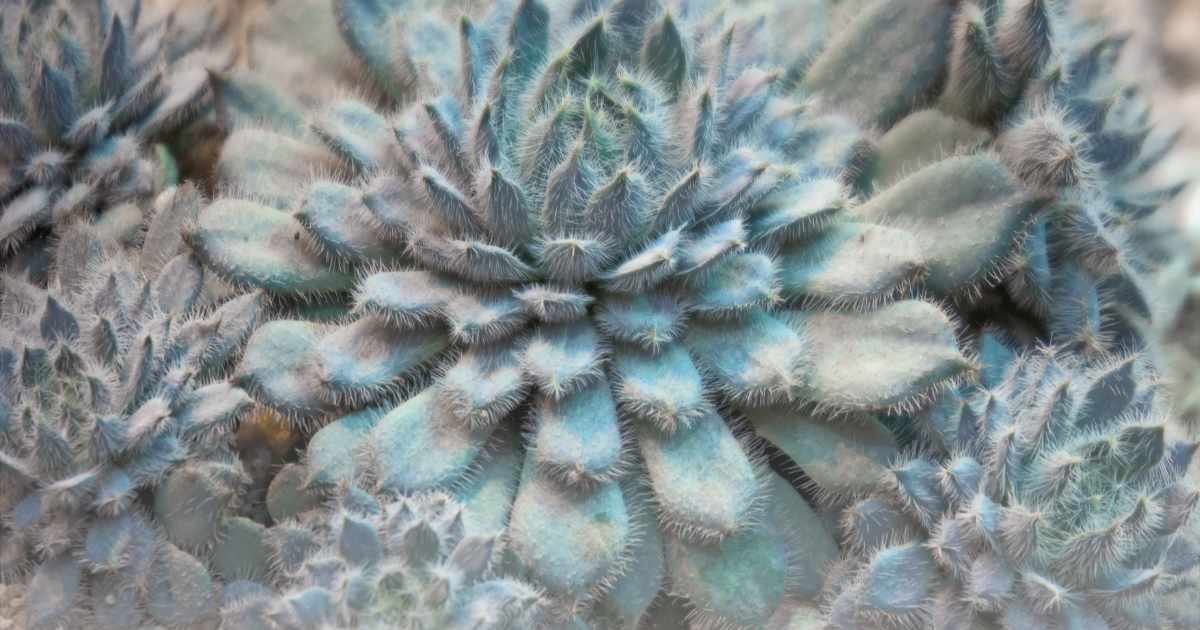 Echeveria setosa.png