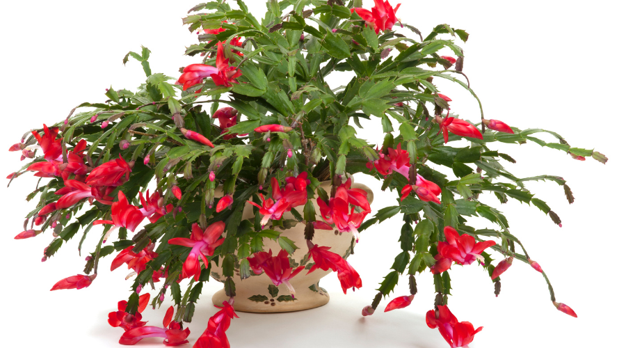 watering-christmas-cactus.png