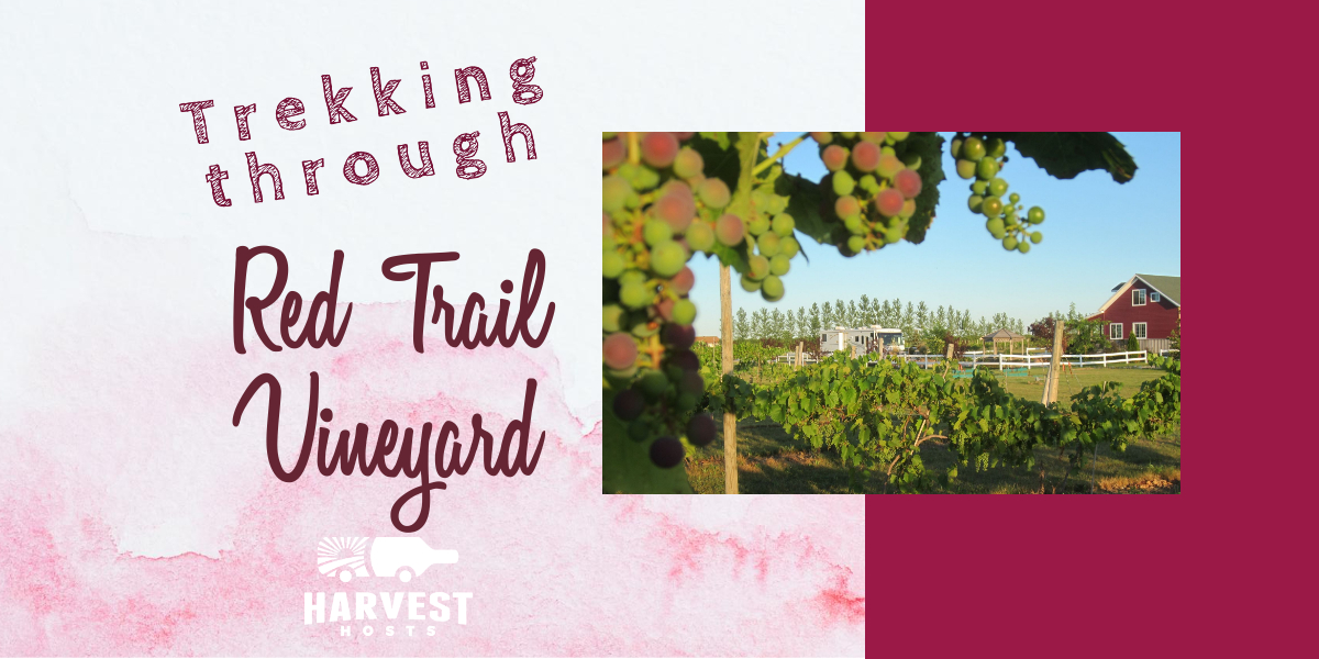 Trekking through Red Trail Vineyard