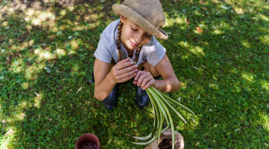 transplant-spider-plant.png