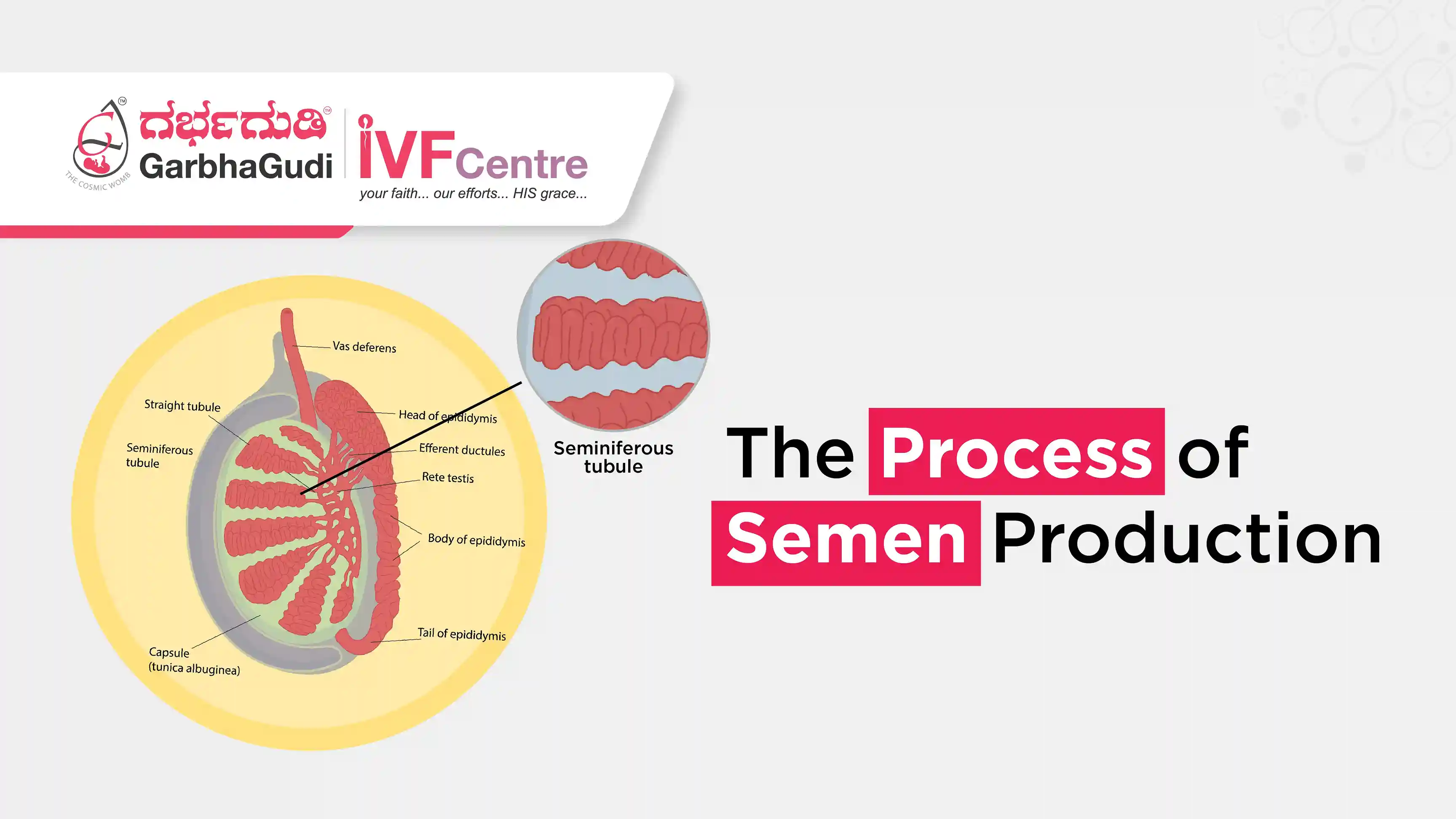 The Process of Semen Production: How the Male Reproductive System Works