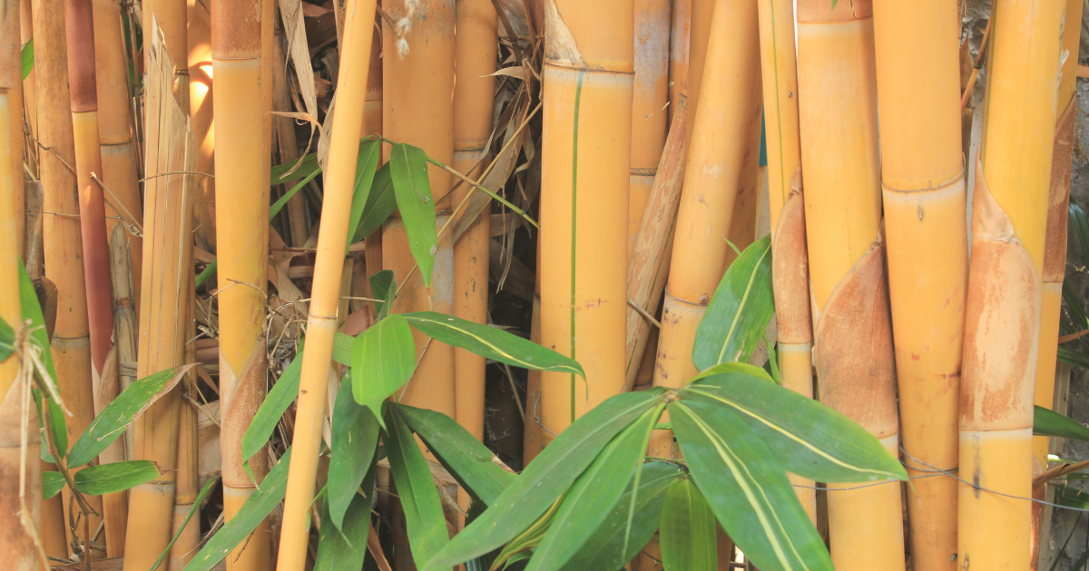 Golden Bamboo.png