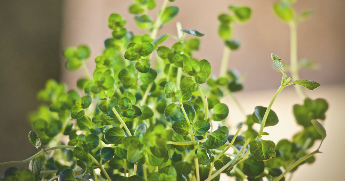 THYME.png