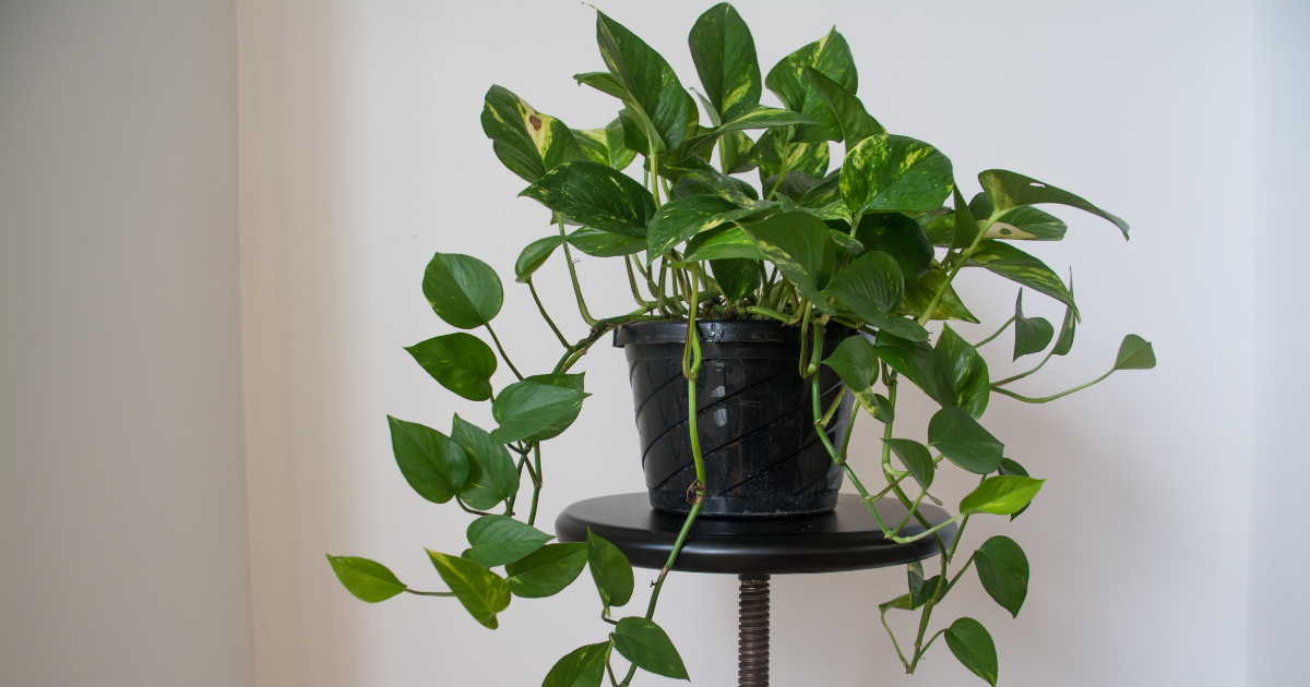 pothos care (1).png