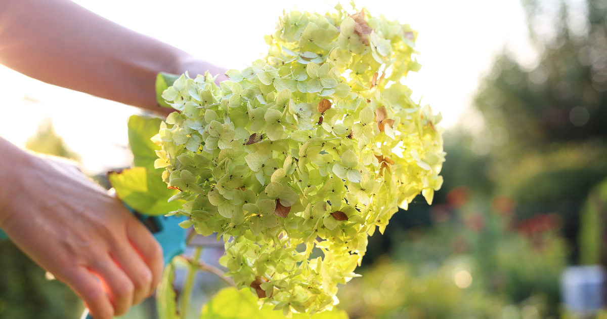 Hydrangeas pruning.png