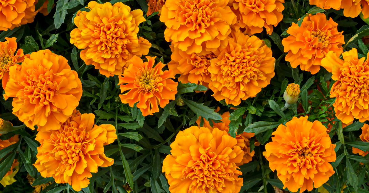 Marigolds.png