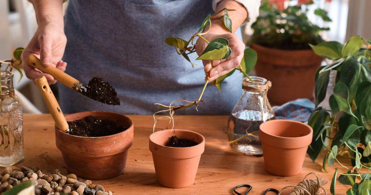 Golden Pothos Propagation soil.png