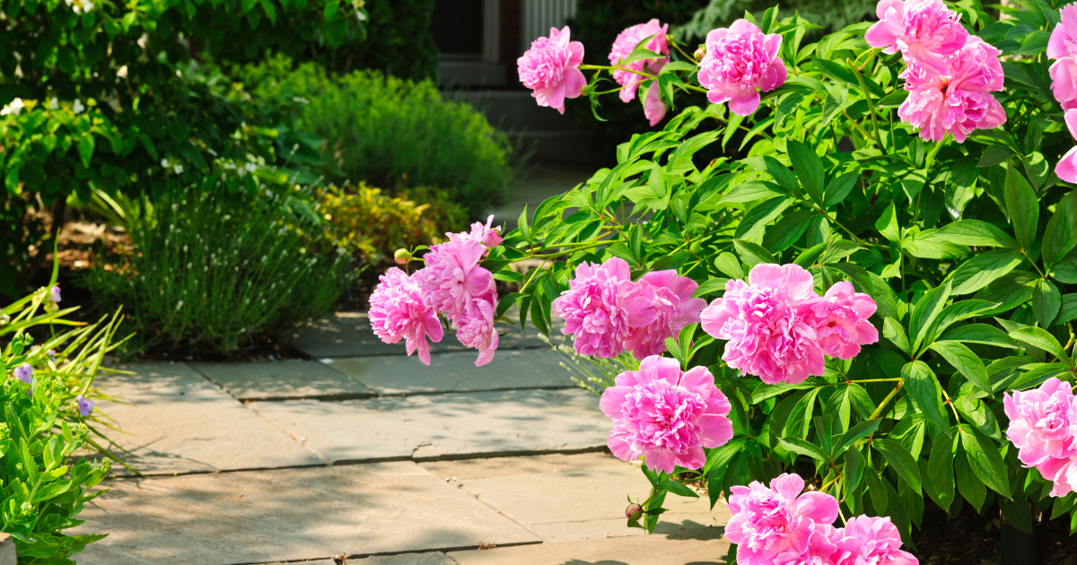 Peony plant.png