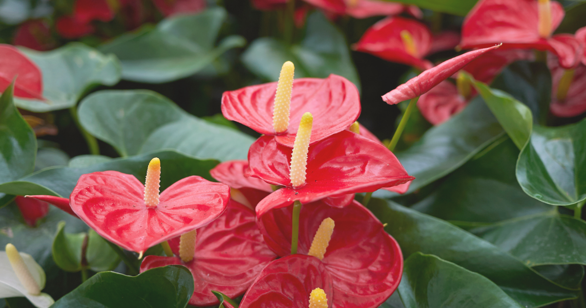 anthurium-red.png