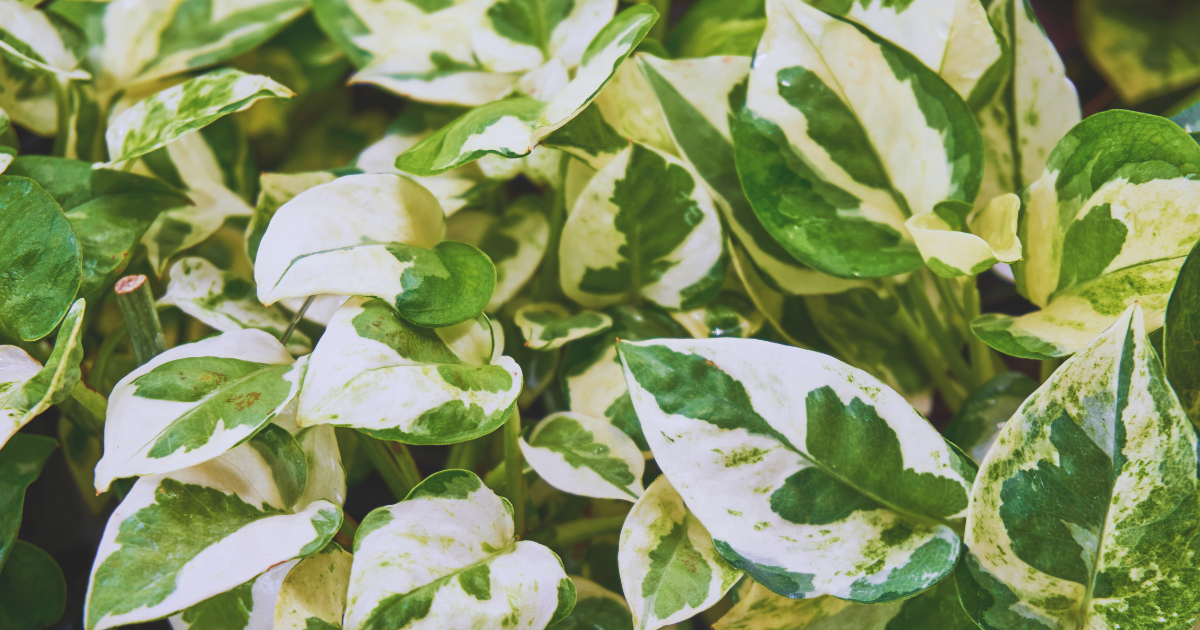 POTHOS (2).png