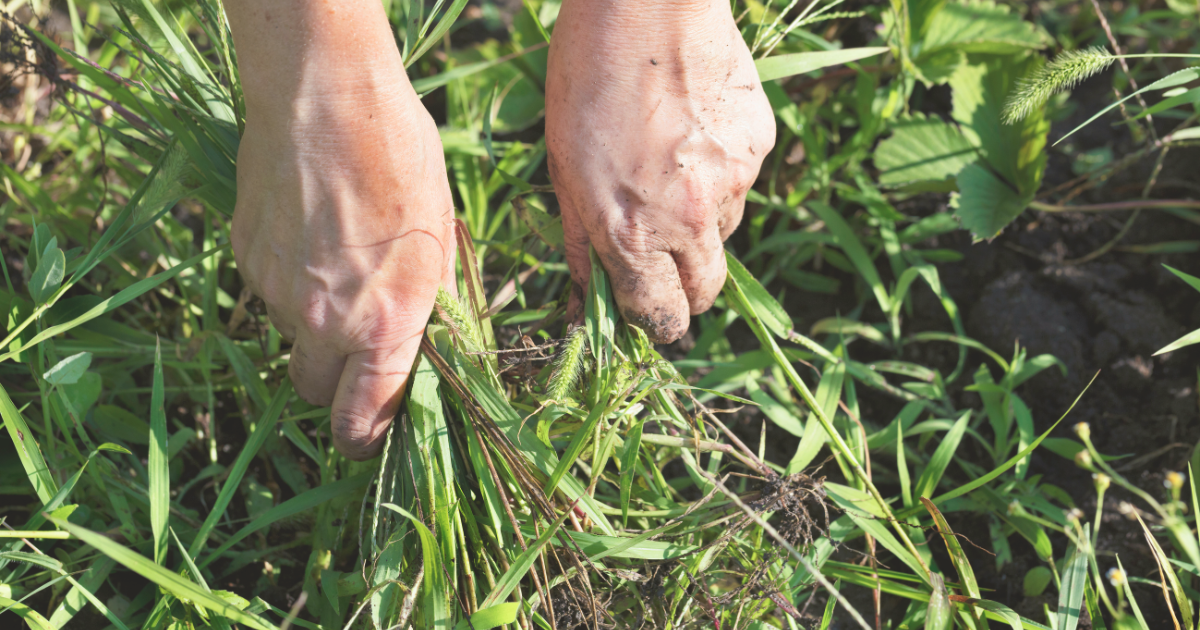 Apply pre-emergent weed control.png