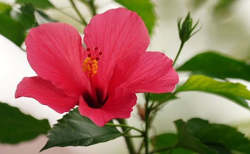 Difference Between China Rose and Hibiscus 2.jpg