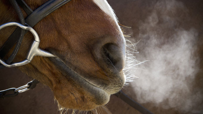 reitsport-blog-EQX-Atemwege-03-beitrag-Content.jpg