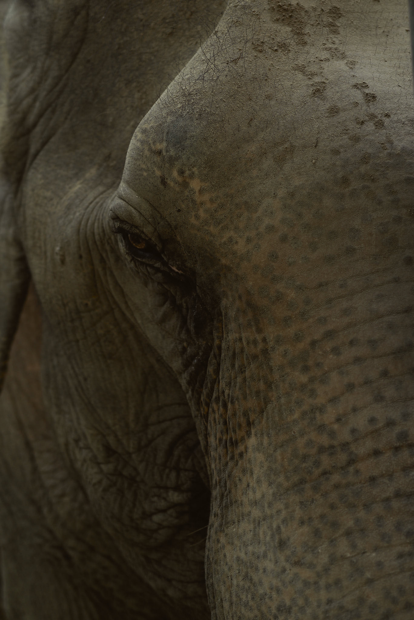 Close-up photography of a Thai elephant in sanctuary