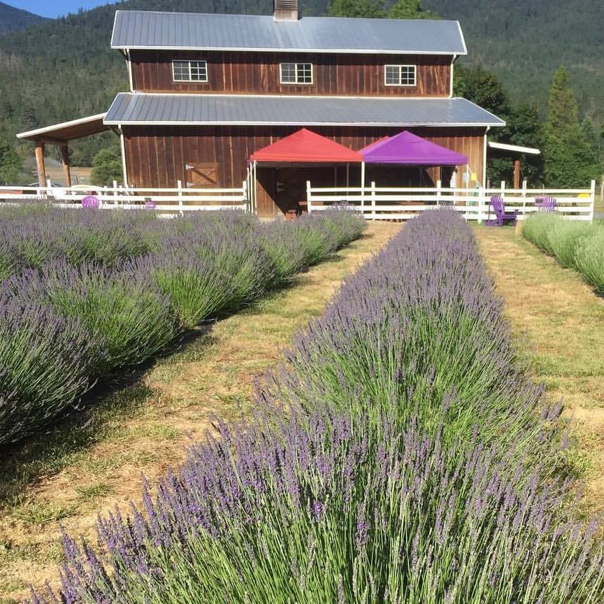 Lavender Fields Forever grows lavender and creates amazing products out of it.