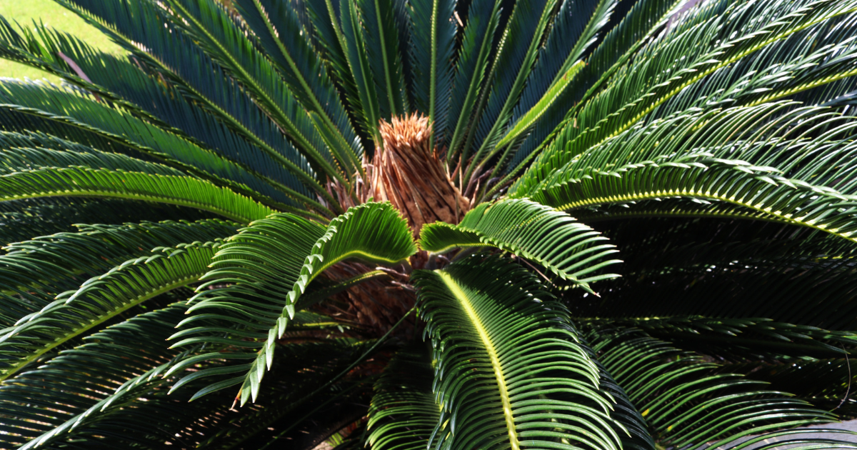 Sago Palm.png