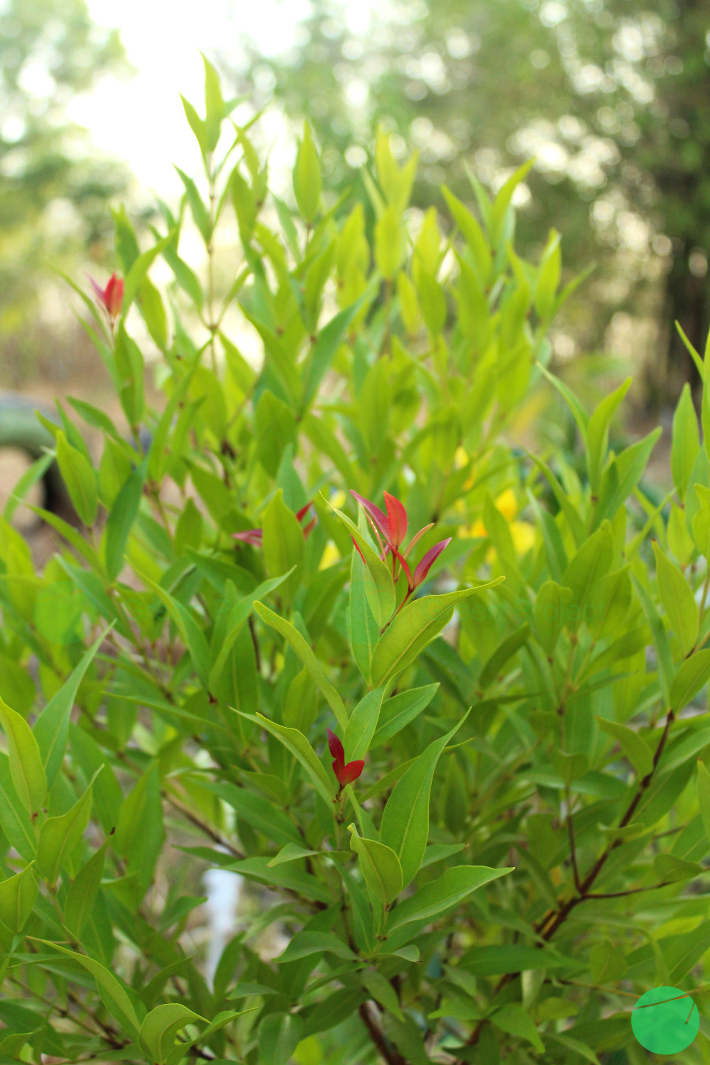 pucuk merah - Syzygium oleana - 3.jpg
