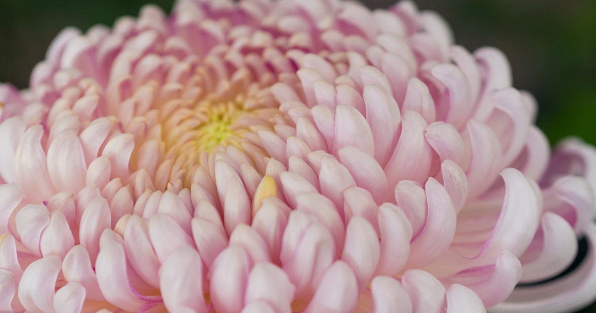 chrysanthemum Allouise Pink.png