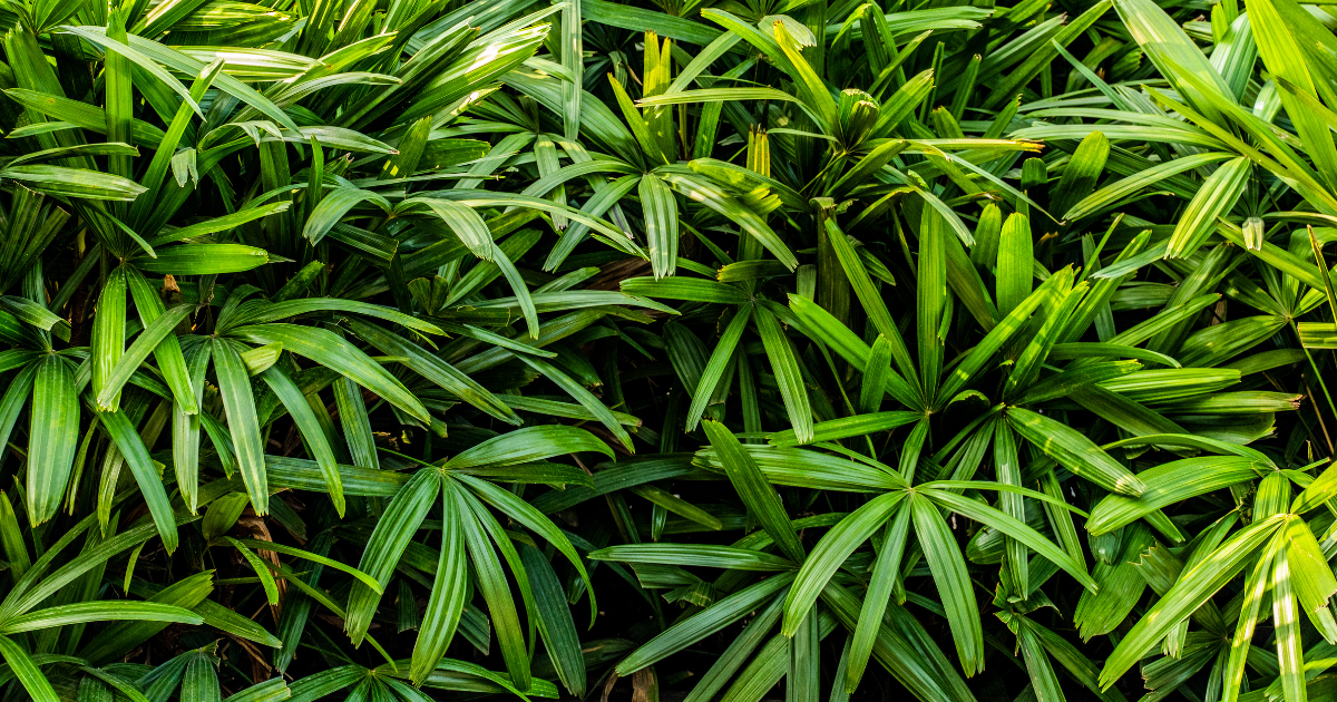 Broadleaf Lady Palm.png