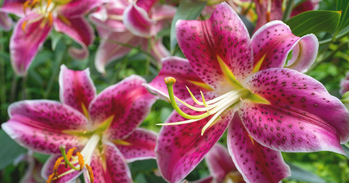 Flora | 8 Types of Lily House Plants: Varieties for Every Home