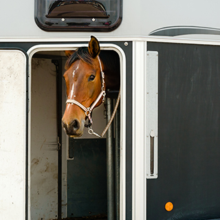 Unterwegs-mit-meinem-Pferd-Coverbild.jpg