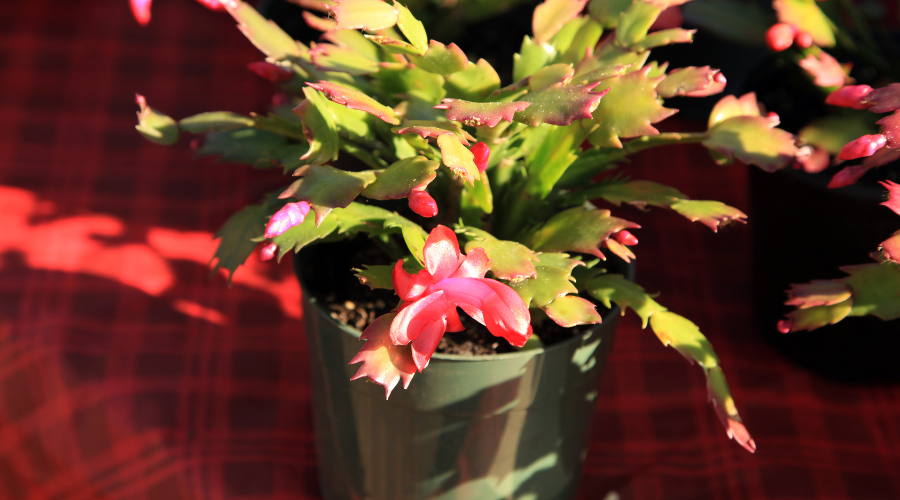 where-to-buy-christmas-cactus-online.png