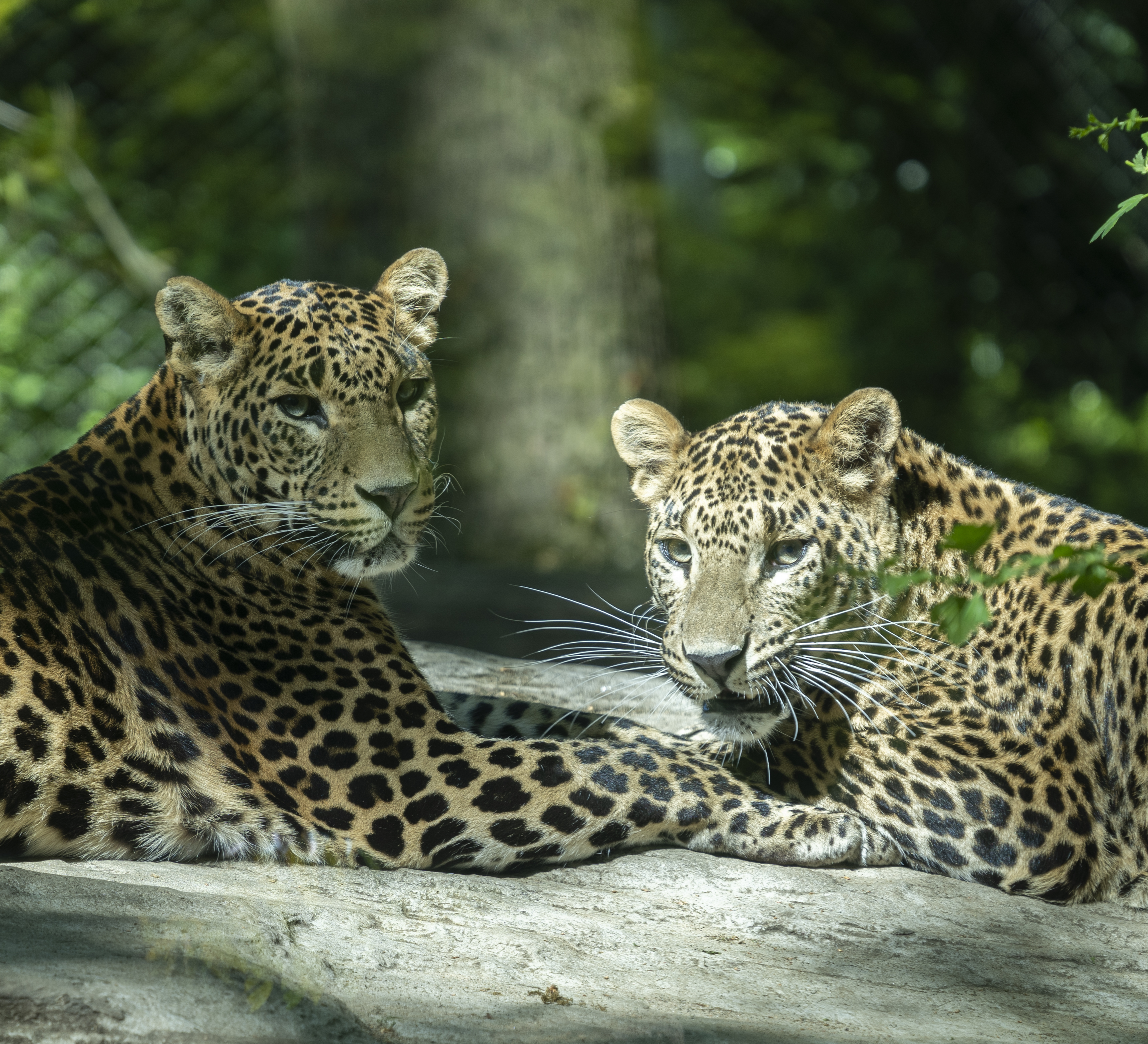 Panter s (Mira)_3.jpg