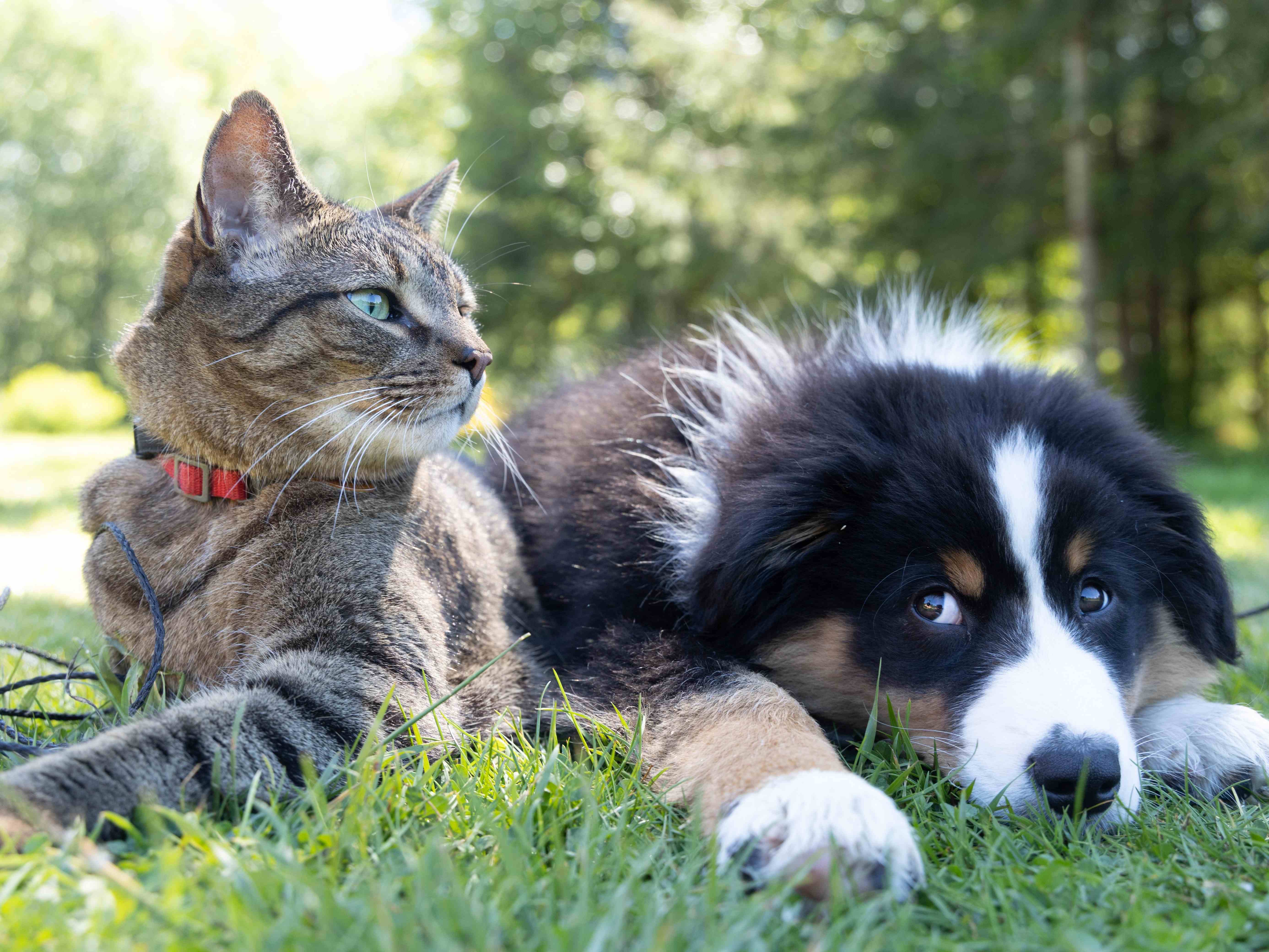 dog and cat_copy.jpg